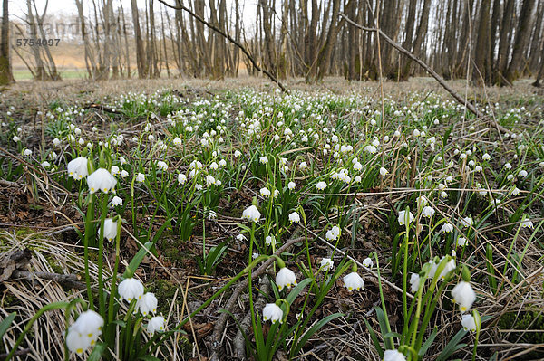 Große Schneeglöckchen