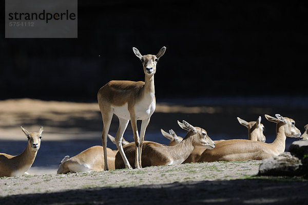 Gruppe von Hirschziegenantilopen (Antilope cervicapra)