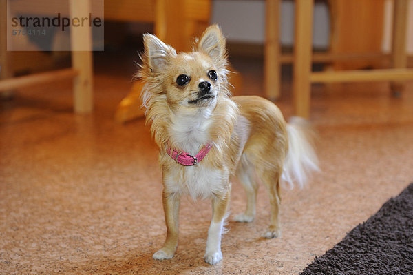 Hund in einem Zimmer schaut nach oben