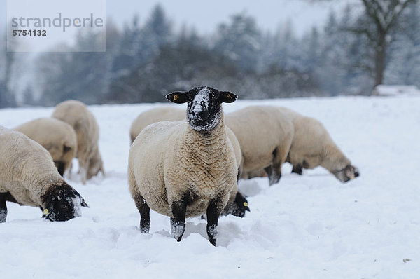 Schafherde steht im Schnee