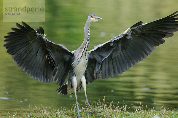 Graureiher Ardea cinerea