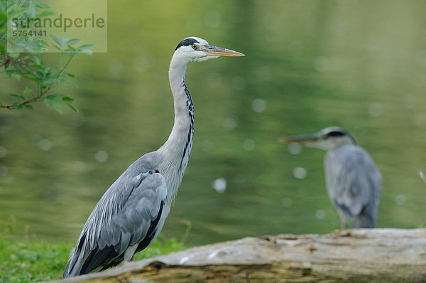 Wasser Graureiher Ardea cinerea