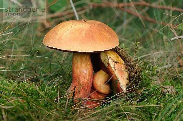 Glattstieliger Hexenröhrling (Boletus queletii)