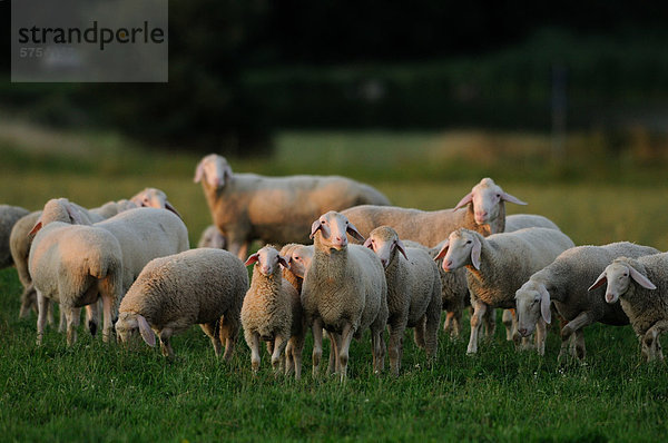 Schafherde steht auf einer Weide