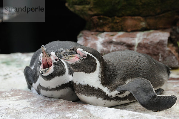 Zwei liegende Humboldt-Pinguine (Spheniscus humboldti)