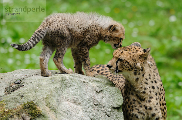 Junger Gepard (Acinonyx jubatus) mit Muttertier