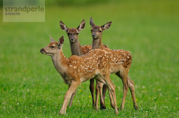 Rothirsch-Jungtiere (Cervus elaphus) auf einer Wiese