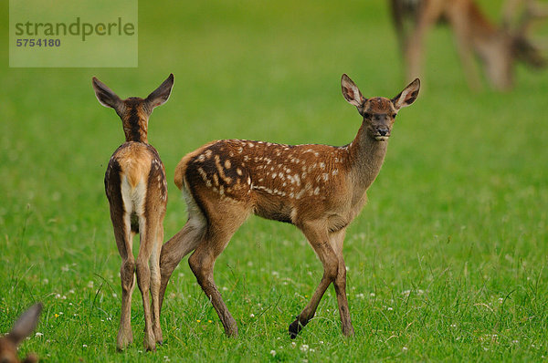 Rothirsch-Jungtiere (Cervus elaphus) auf einer Wiese