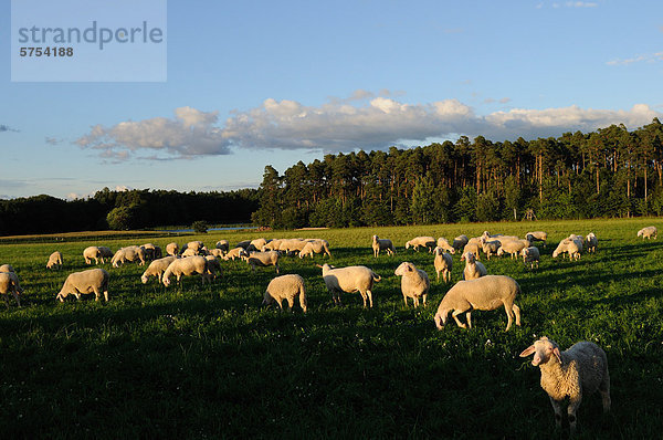 Schafherde grast auf einer Weide