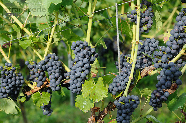 Blaue Weintrauben an einem Weinberg