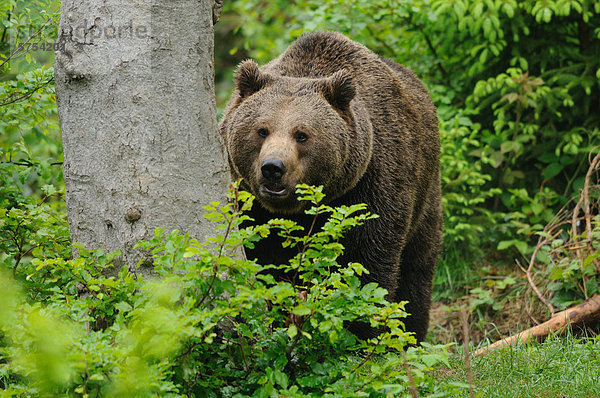 Europäischer Braunbär (Ursus arctos arctos)