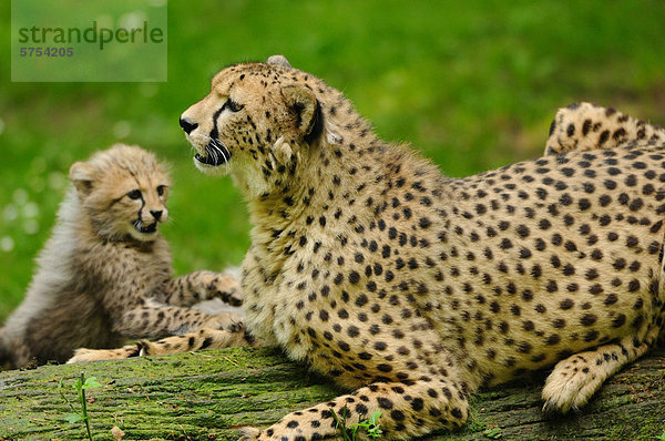 Junger Gepard (Acinonyx jubatus) mit Muttertier