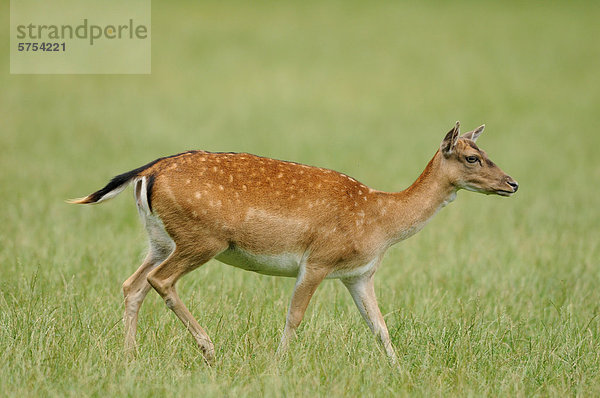 Damhirsch (Dama dama) auf einer Wiese