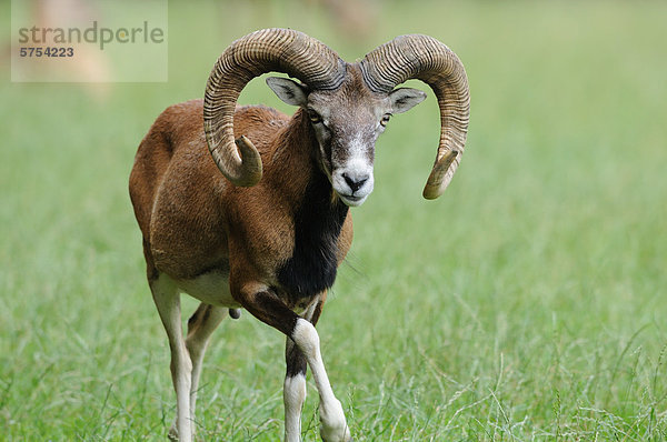 Europäisches Mufflon (Ovis orientalis musimon) auf einer Wiese