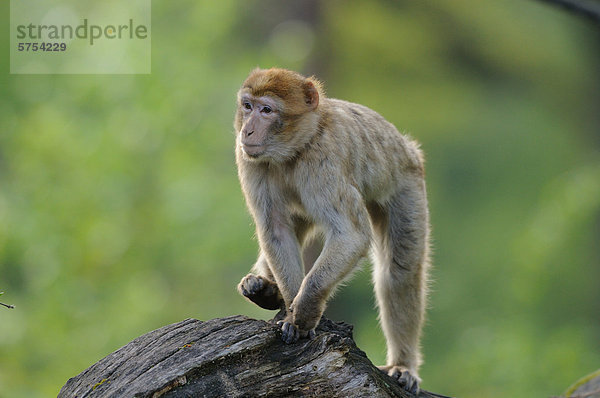 Berberaffe (Macaca sylvanus)