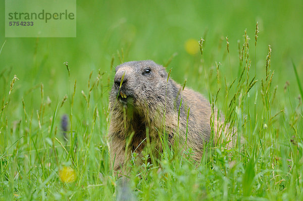 Alpenmurmeltier (Marmota marmota) im Gras