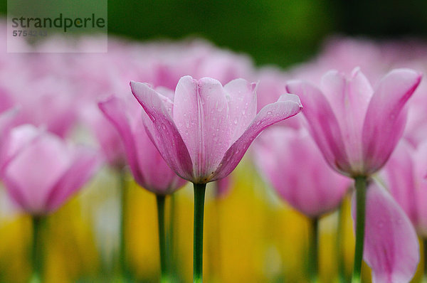 Tulpenblüten