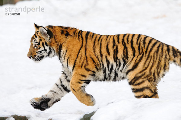 Junger Sibirischer Tiger (Panthera tigris altaica) läuft im Schnee
