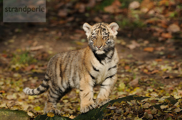 Junger Sibirischer Tiger (Panthera tigris altaica)