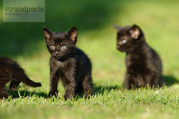 Drei junge Katzen im Gras