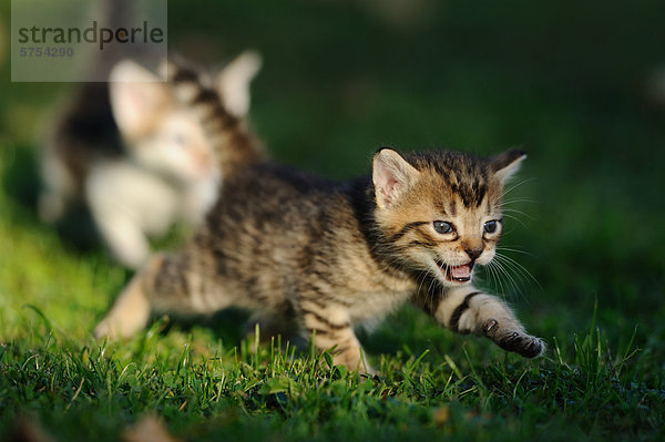 Junge Katze spielt im Gras