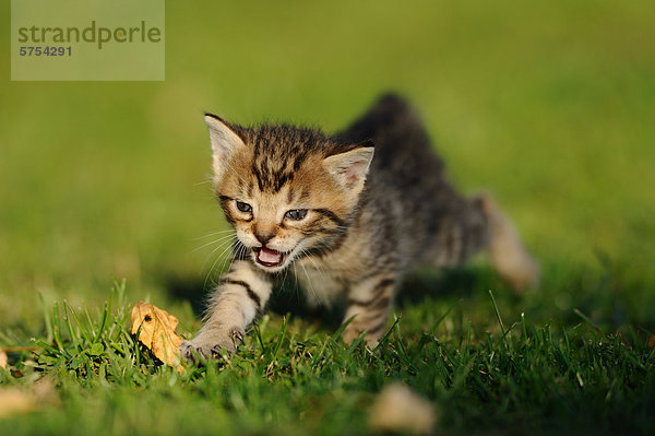 Junge Katze spielt im Gras