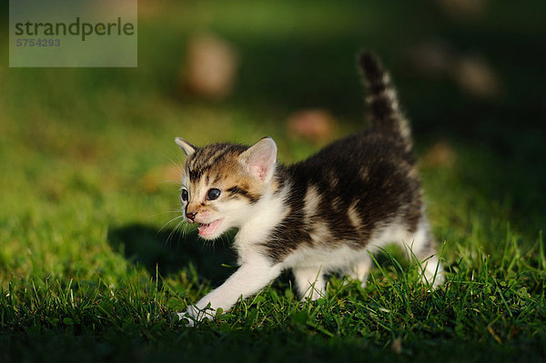 Junge Katze schleicht im Gras