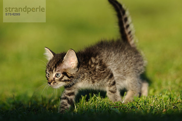 Junge Katze schleicht im Gras