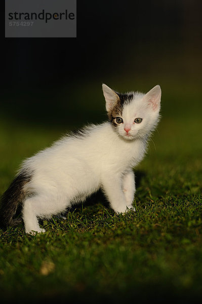 Junge Katze im Gras