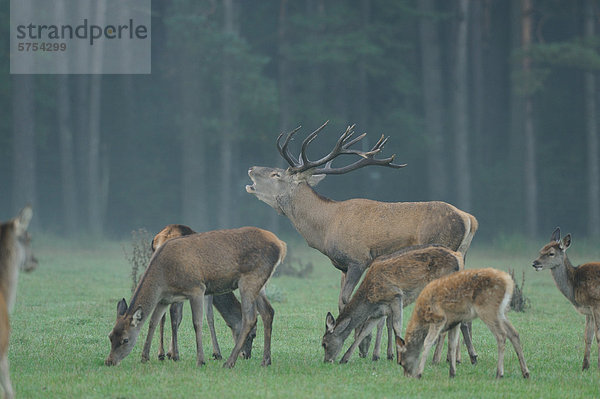 Rothirsche (Cervus elaphus) auf einer Wiese