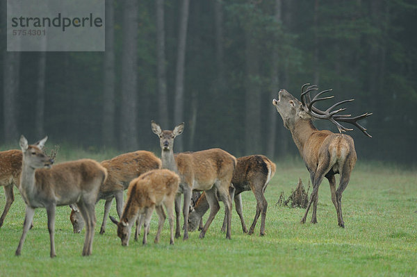 Rothirsche (Cervus elaphus) auf einer Wiese