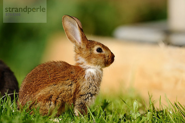 Junges Kaninchen im Gras