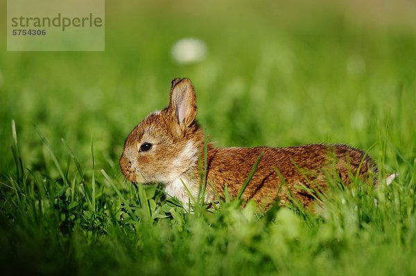 Junges Kaninchen im Gras