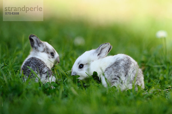 Zwei junge Kaninchen im Gras