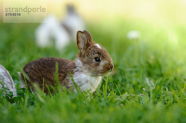 Junges Kaninchen im Gras