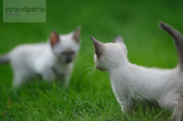 Zwei junge Siamkatzen sehen sich an