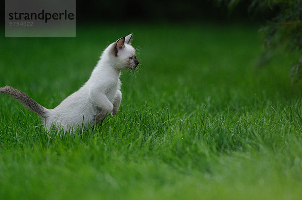 Junge Siamkatze im Gras