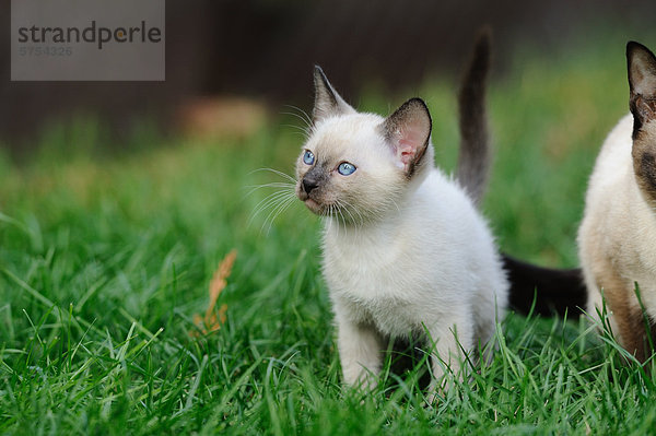 Junge Siamkatze im Gras