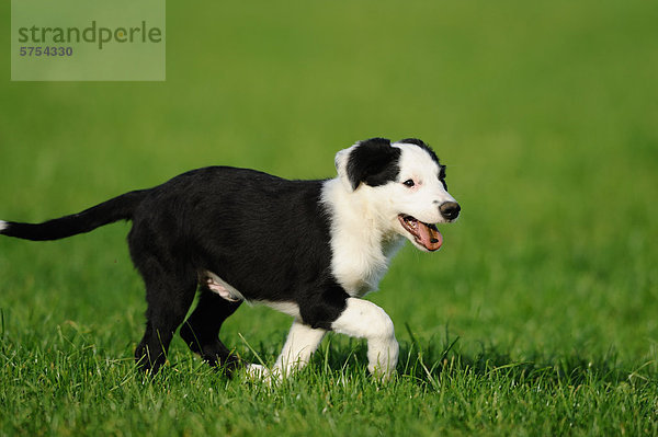 Wiese jung Collie Grenze