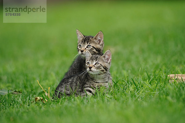 Zwei junge Katzen im Gras