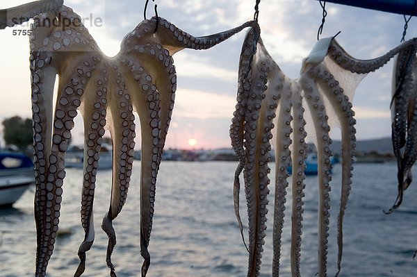 Oktopus trocknet im Freien  Leros  Dodekandes  Griechenland  Europa