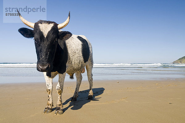 Kuh am Strand  Wild Coast oder Transkei  Ostkap  Südafrika  Afrika