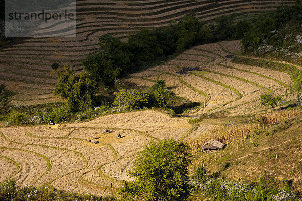Abgeerntete Reisfelder  darauf Wasserbüffel (Bubalus arnee)  Nordthailand  Thailand  Asien