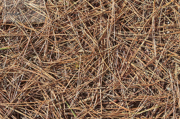 Nadeln der Gelbkiefer  auch Goldkiefer oder Ponderosakiefer (Pinus ponderosa)  Farragut State Park  Idaho  USA