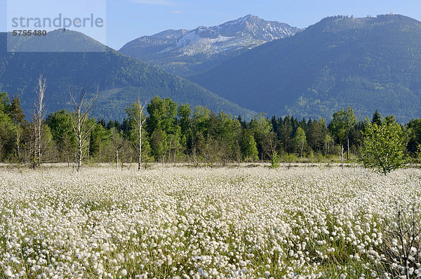 Massenbestand blühendes Scheiden-Wollgras (Eriophorum vaginatum)  hinten Bergkulisse  Grundbeckenmoor bei Rosenheim  Voralpenland  Bayern  Deutschland  Europa