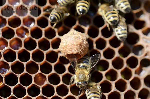 Honigbienen (Apis mellifera var carnica)  frisch angesetzte Weichselzelle auf Bienenwabe