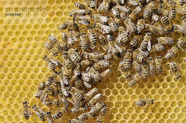 Honigbienen (Apis mellifera var carnica)  Arbeiterbienen in Panikformation auf Wabe mit Bieneneiern