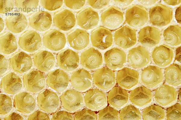 Frisch ausgebaute Wachswaben der Honigbiene (Apis mellifera var carnica) mit Larven  Bienenarbeiterinnen  ca. 5 - 7 Tage alt  in Futtersaft