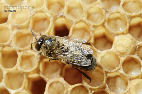 Honigbiene (Apis mellifera var carnica)  Drohne (Apis mellifera var carnica) auf Drohnenbrut  Larven kurz vor Verpuppung