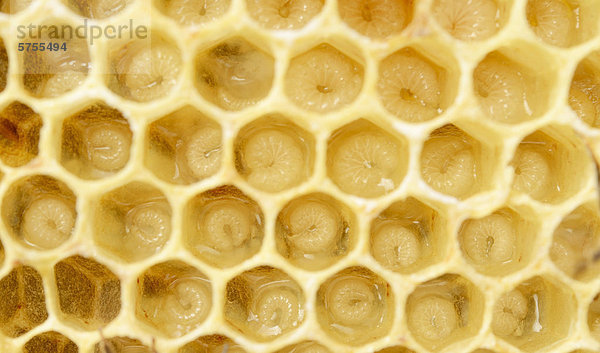 Frisch ausgebaute Wachswaben der Honigbiene (Apis mellifera var carnica) mit Larven  Bienenarbeiterinnen  ca. 5 - 9 Tage alt  in Futtersaft